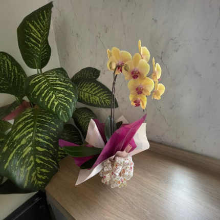 Orquídea Amarela
